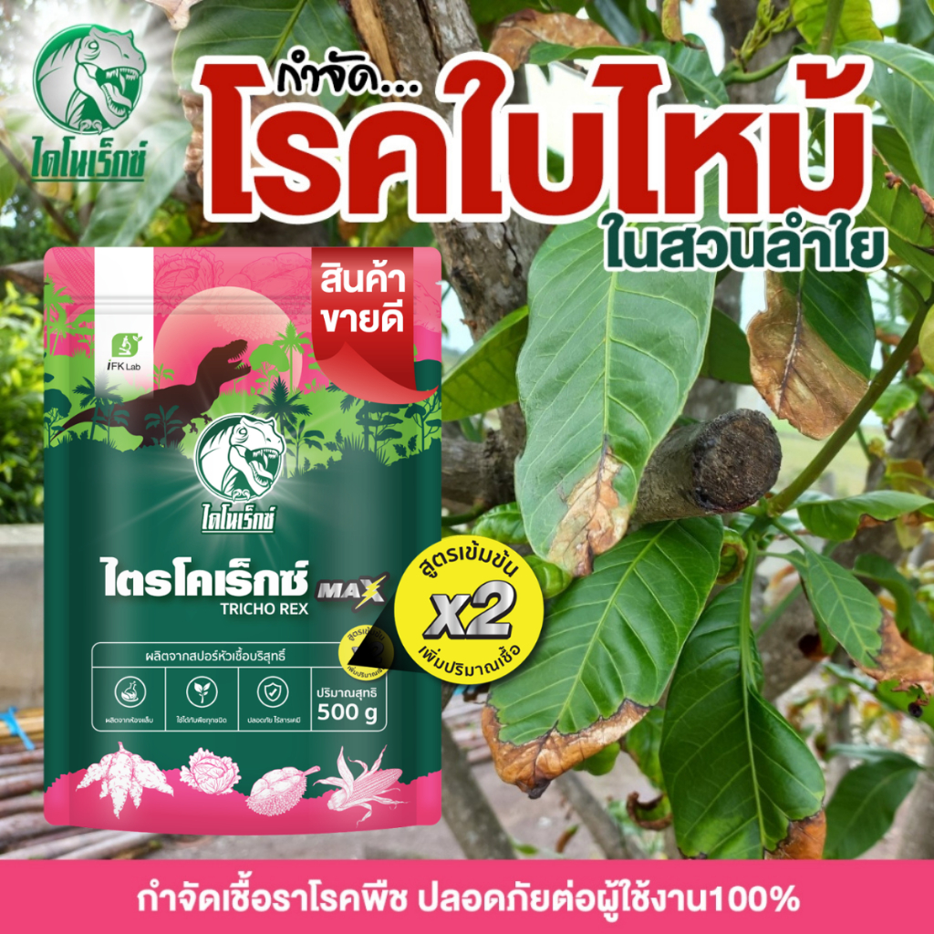 ไตรโคเดอร์มา แบบผง [ไตรโคเร็กซ์ แม็กซ์] ตราไดโนเร็กซ์ ขนาด 500 กรัม แก้โรคใบไหม้ กำจัดเชื้อราโรคพืชของลำไย