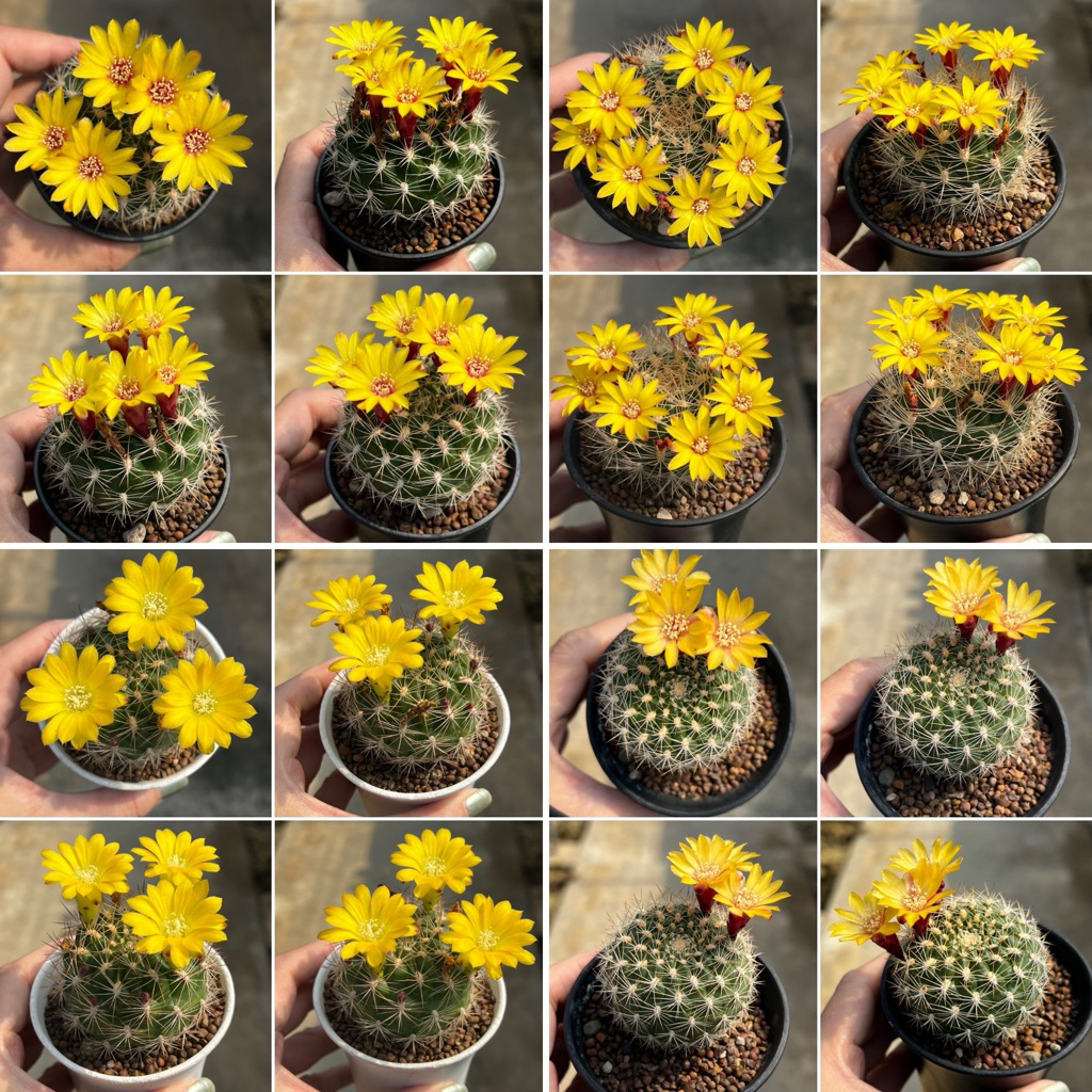 Weingartia: แวงกาเทีย กระถาง3” ดอกเหลือง แคคตัส กระบองเพชร