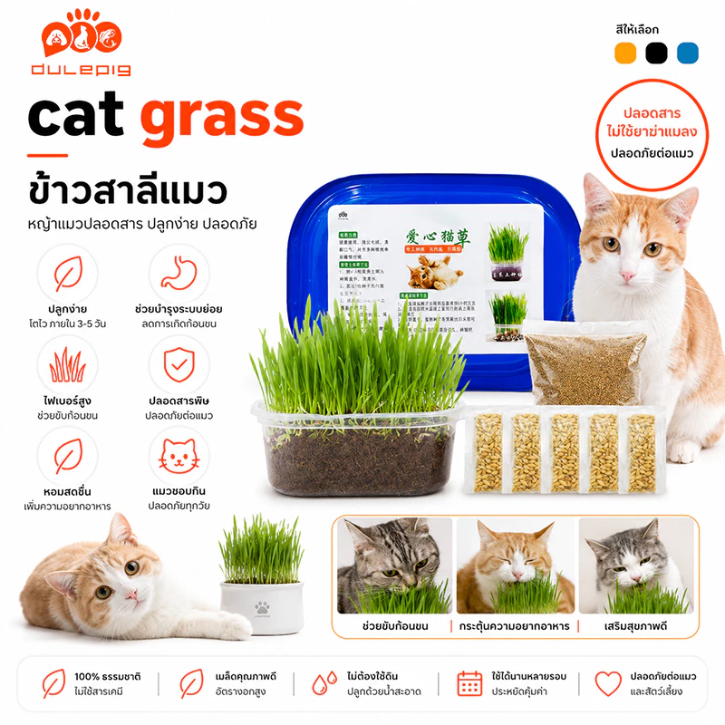 หญ้าแมวแบบกล่อง ครบชุดพร้อมปลูก ต้นอ่อนข้าวสาลี ปลอดสารเคมี ลดกลิ่นมูลสัตว์เลี้ยง เสริมสร้างภูมิคุ้มกัน ต้นข้าวสาลีแมว