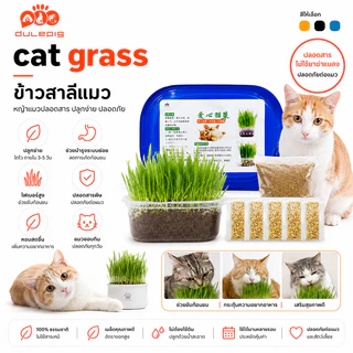 หญ้าแมวแบบกล่อง ครบชุดพร้อมปลูก ต้นอ่อนข้าวสาลี ปลอดสารเคมี ลดกลิ่นมูลสัตว์เลี้ยง เสริมสร้างภูมิคุ้มกัน ต้นข้าวสาลีแมว