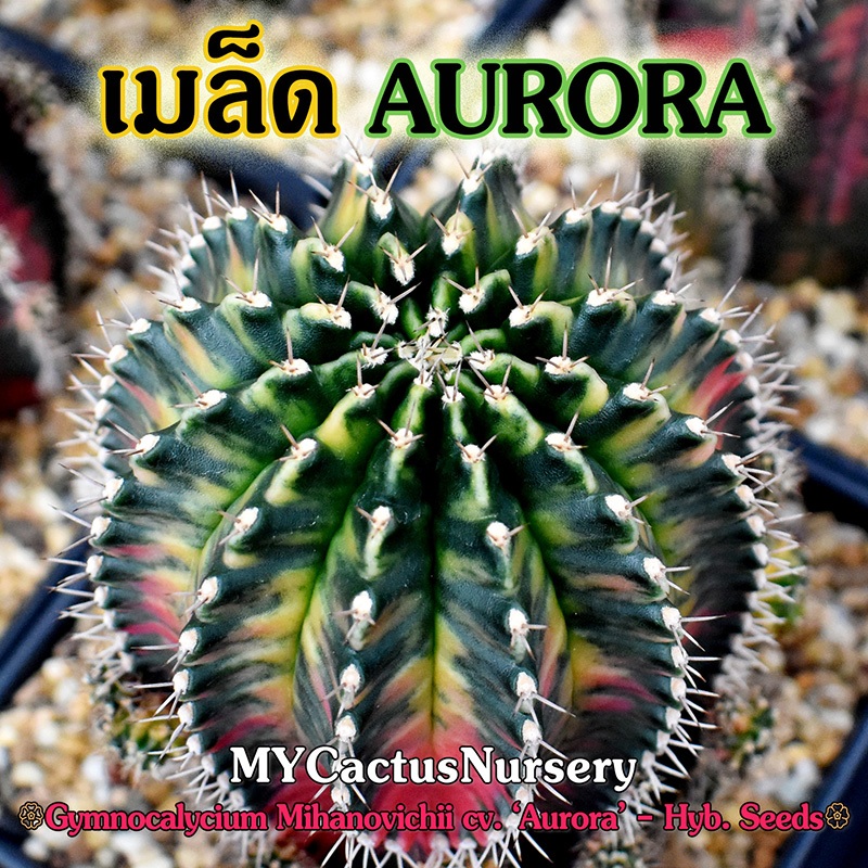 เมล็ดยิมโนออโรร่า Gymnocalycium Aurora Seeds เมล็ดยิมโนด่าง เมล็ด Gymno