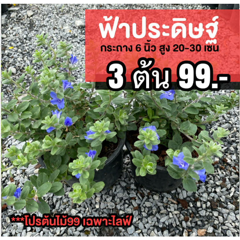 ต้นฟ้าประดิษฐ์ (ชุด3ต้น) ความสูง 20-30 เซนติเมตร กระถาง 6 นิ้ว