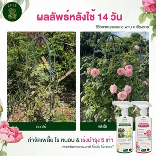 Rosy เซ็ตคู่หู [สเปรย์เพลี้ยเขียว + สเปรย์บำรุง] ป้องกันและกำจัดเพลี้ยไฟ ไร หนอน บำรุงกุหลาบเร่งด่วนหลังหายจากโรคและแมลง
