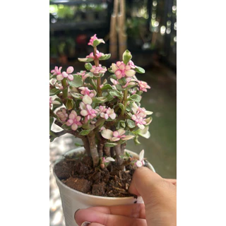 ปะการังด่างชมพู พุ่มหลายต้น แบบหลายต้นเล็กใน1กระถาง