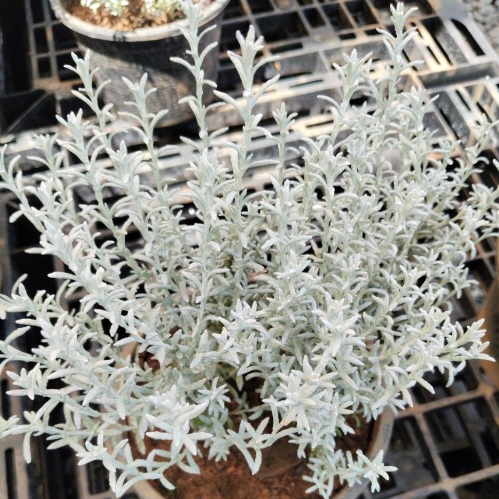 Helichrysum italicum 'Silver Stitch คลูลิ่งแคระ เฮลิไครซัม ซิลเวอร์ เทรด