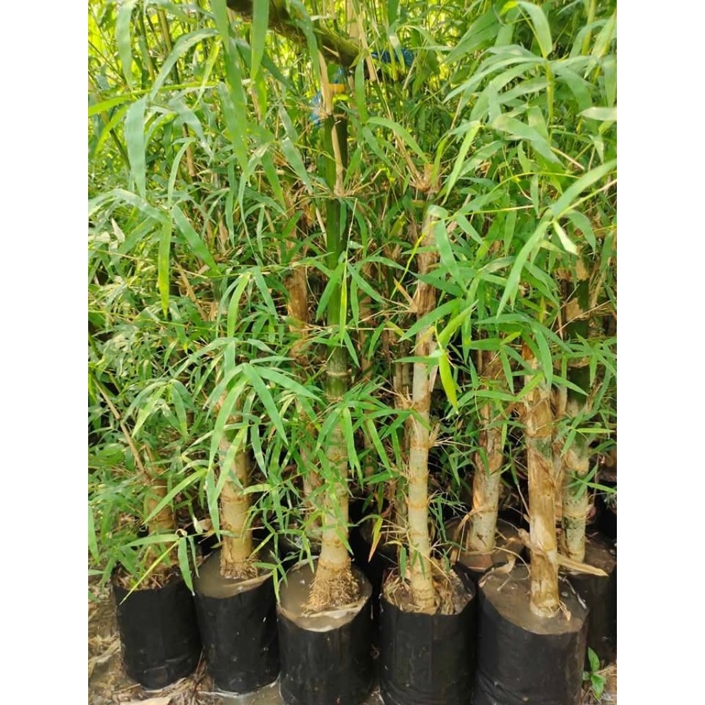 ไผ่เปร็งข้อถี่สุโขทัย