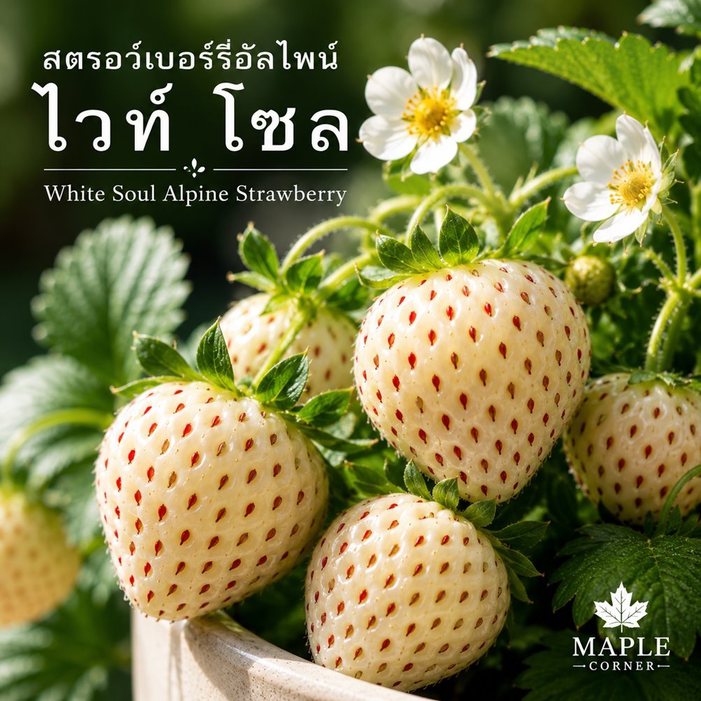 สตรอเบอร์รี่ อัลไพน์ "ไวท์ โซล"  (เมล็ดพันธุ์) White Soul Alpine Strawberry สตรอเบอร์รี่สีขาว เมล็ดพันธุ์