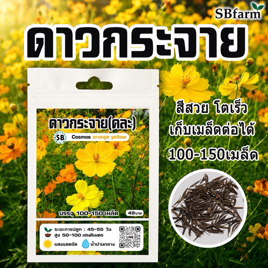 เมล็ดดอกดดาวกระจาย(เหลือง/ส้ม) บรรจุ 150 เมล็ด โปรโมชั่น [ซื้อ 2 แถม 1ซอง]/// SBfarm