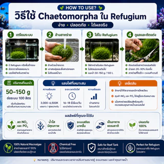 Chaetomorpha Macroalgae สาหร่ายคีโตมอร์ฟา สำหรับ Refugium | ช่วยดูดใช้ NO3 PO4 | เพิ่มพื้นที่อาศัย Copepods | ตู้ทะเล Re
