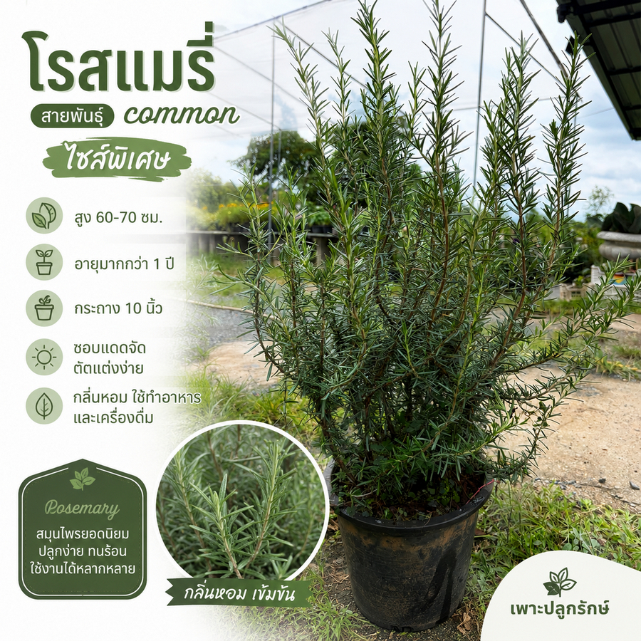 สมุนไพรฝรั่งไซส์ใหญ่พิเศษ Extra Size #โรสแมรี่ #ลาเวนเดอร์ #คลูลิ่ง *1กระถางต่อ 1ออเดอร์