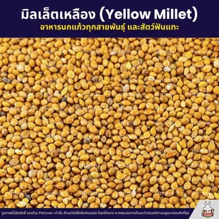 มิลเล็ตเหลือง Yellow Millet เกรดA อาหารนกแก้ว และสัตว์ฟันแทะ สะอาด ร่อนฝุ่น (แบ่งขาย 500G / 1KG)