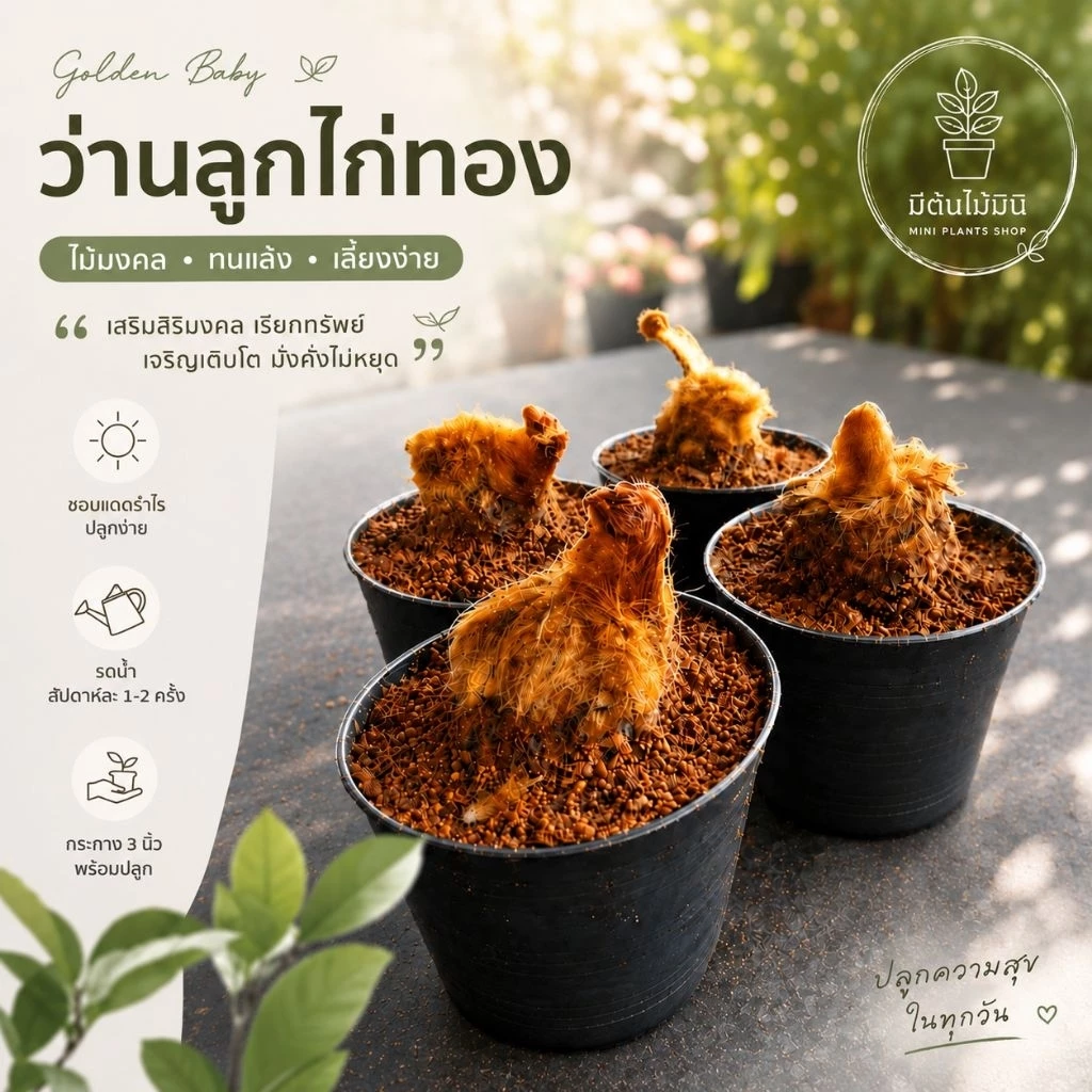 [พร้อมส่ง] ว่านลูกไก่ทอง ไม้มงคลเรียกทรัพย์ เสริมบารมี โชคลาภ ขนทองนุ่มฟู คละต้นสวย พร้อมกระถาง