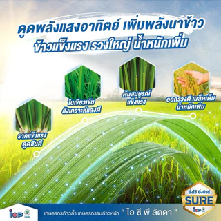 บอมบ์ ไรซ์บูสเตอร์ ไอซีพี ลัดดา ผลิตใหม่2569 เสริมการสังเคราะห์แสง สร้างอาหารพืช 1ลิตร
