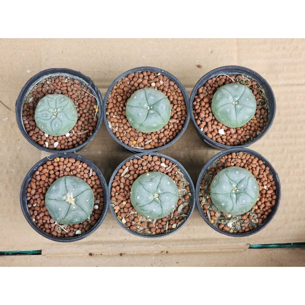 โลโฟ โพรา ฟริซิไอ Lophophora fricii