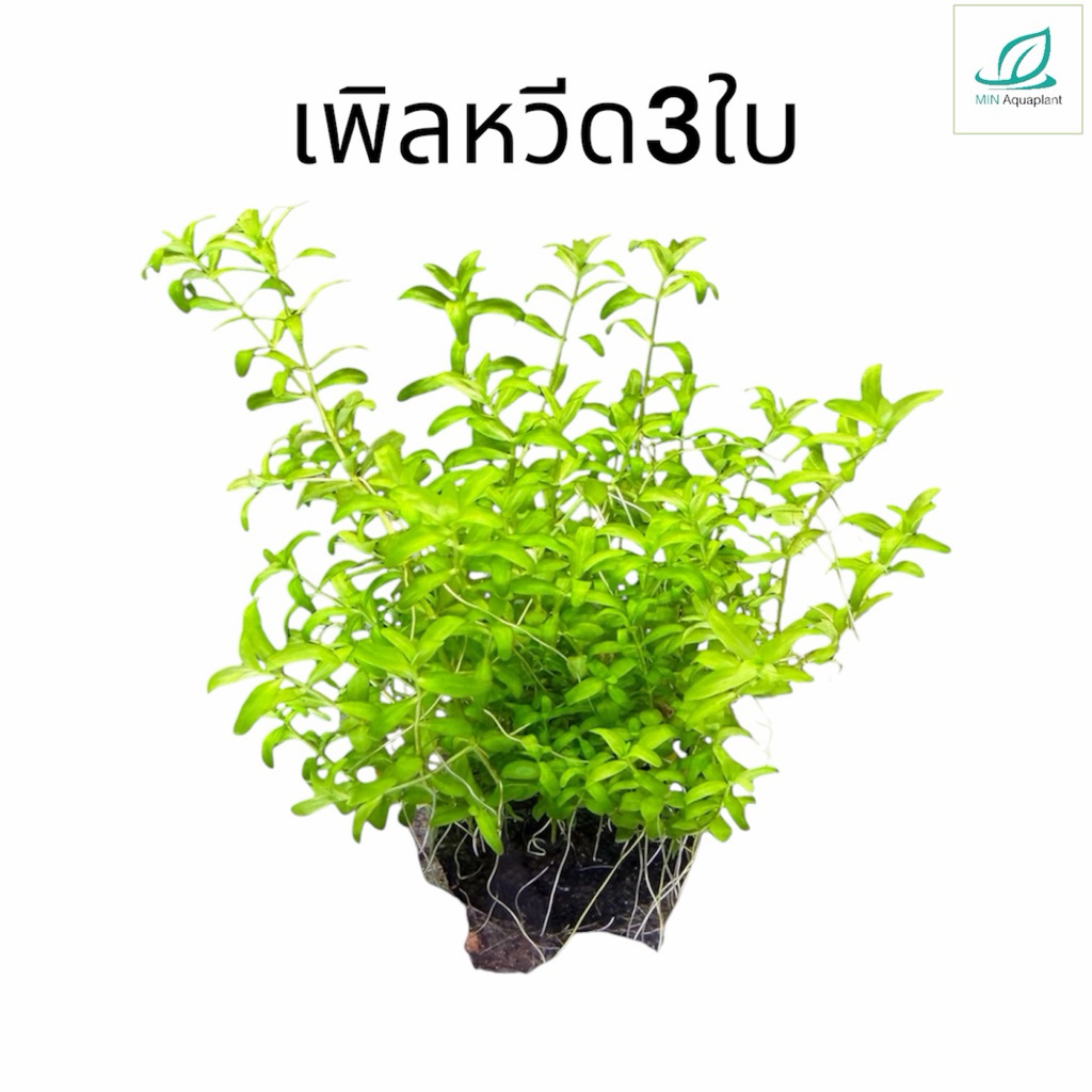 [MIN] เพิลหวีด3ใบ hemianthus micranthemoides ไม้น้ำ หลังตู้ ไม่ง้อ co2 แสงรำไรเลี้ยงได้ ง่ายที่สุดใน3โลก