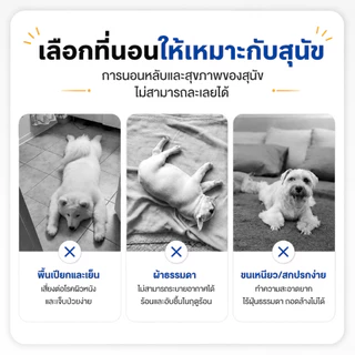 PETWELL เตียงสัตว์เลี้ยง ที่นอนหมา รับน้ำหนัก 100kg เตียงสุนัขผ้าตาข่าย ระบายอากาศ ป้องกันความชื้น