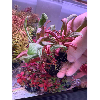 [MIN]Samolus red ไม้น้ำหน้าตู้ ทรงพุ่มเตี้ยแดงง่ายแม้ไม่มีco2 low techแสนจะง่าย โยนจบ แบบwabi
