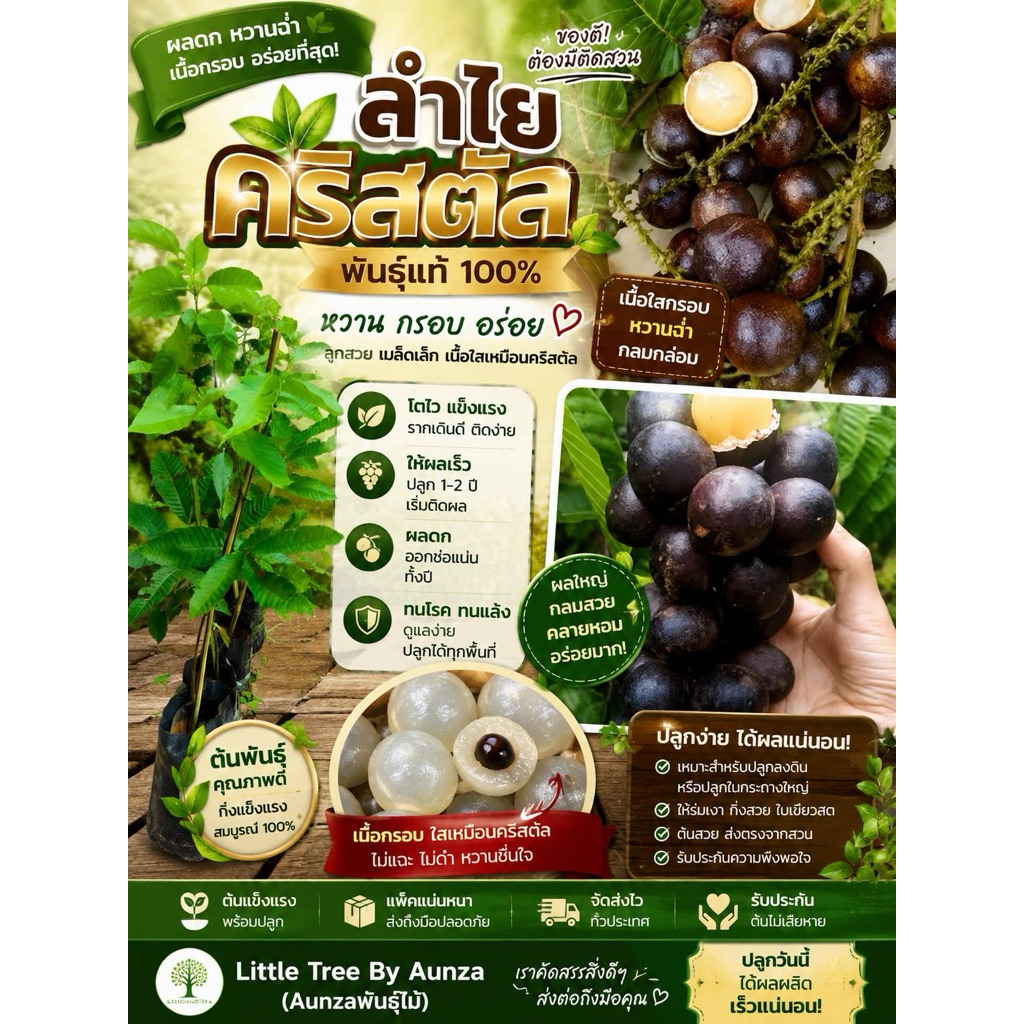 ต้นลำไยคริสตัล(สีม่วง) ผลไม้แปลกใหม่ที่ควรมีติดบ้าน ให้ผลผลิตราคาสูง