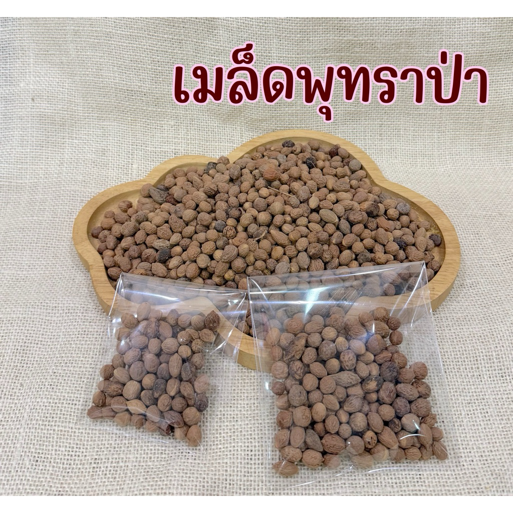 เมล็ดพุทราป่า มีเนื้อด้านใน เหมาะสำหรับสัตว์ฟันแทะทุกชนิด
