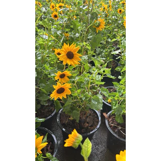 🌻 ทานตะวันญี่ปุ่น ซันเมซิ่ง (Sunmazing) 🌻ไม้ดอกพุ่มเตี้ยที่โดดเด่น กระถาง6นิ้ว