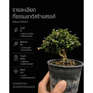 ชาปัตตาเวีย (Singapore holly./Malpighia coccigera.)🌸 บอนไซจิ๋ว กระถาง 3"