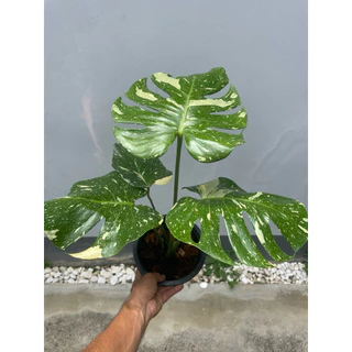 มอนสเตอร่า (monstera) มอนสเตอร่าใจแอ้นท์ ไม้ฟอกอากาศ กระถาง 6”-8”-11”
