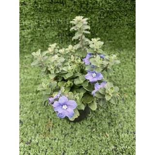 ต้นฟ้าประดิษฐ์ (Ground-Morning Glory) **ไม้ดอกทานได้** ไม้ในกระถาง3นิ้ว
