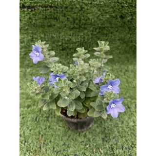 ต้นฟ้าประดิษฐ์ (Ground-Morning Glory) **ไม้ดอกทานได้** ไม้ในกระถาง3นิ้ว