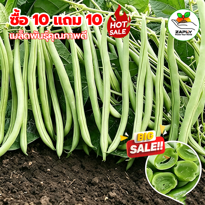 【ซื้อ 5 แถม 5 ฟร】 30 เมล็ด เมล็ดพันธุ์ถั่วแขกไร้ค้าง (Bush Bean) ถั่วแขกพันธุ์พุ่ม ปลูกง่าย ไม่ต้องทำค้าง
