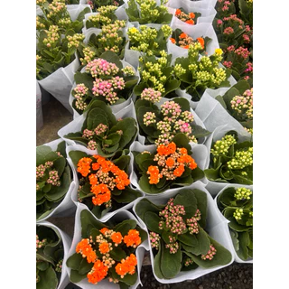 1/8/26พร้อมส่ง กุหลาบหินดอกซ้อน Kalanchoe blossfeldiana กระถาง4นิ้ว ดอกสวย
