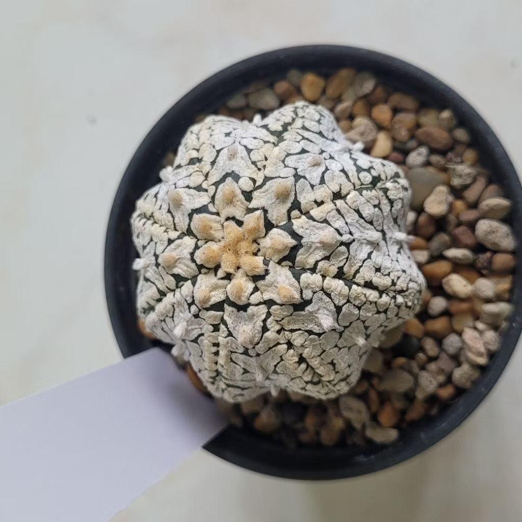 Astrophytum กระบองเพชร แอสโตรไฟตั้มลูก V นูดั้ม