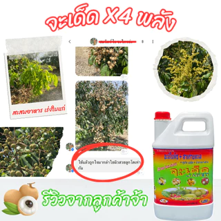 "จะเด็ด" 4 ลิตร โปรโมชั่น 1 แถม 2 สาหร่าย + จับใบ ฉีดพ่นทางใบ สำหรับ “ลำไย” ลดการใช้ปุ๋ยเคมี ก้านช่อยาว ผลอวบ น้ำหนักดี