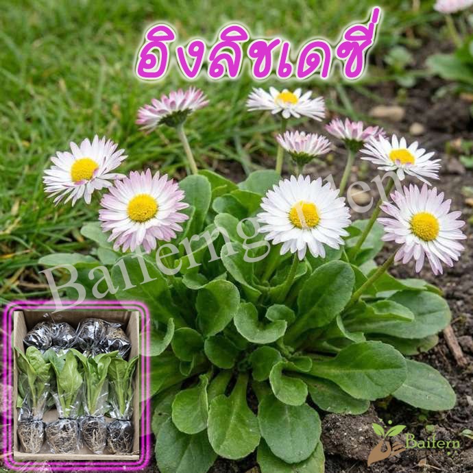 ต้นกล้าดอกอิงลิชเดซี่คละสี ดอกไม้กินได้ สวยงาม เลี้ยงง่าย