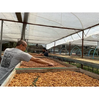 Thailand Huai Khuak Semi Carbonic Maceration with LTLH Drying Process