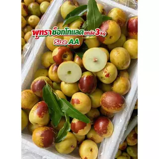 AA พุทราช็อกโกแลตยกลังไซส์ Aใหญ่หนัก 3 กก รวมลังโฟม เนื้อกรอบฟูหวานอร่อย