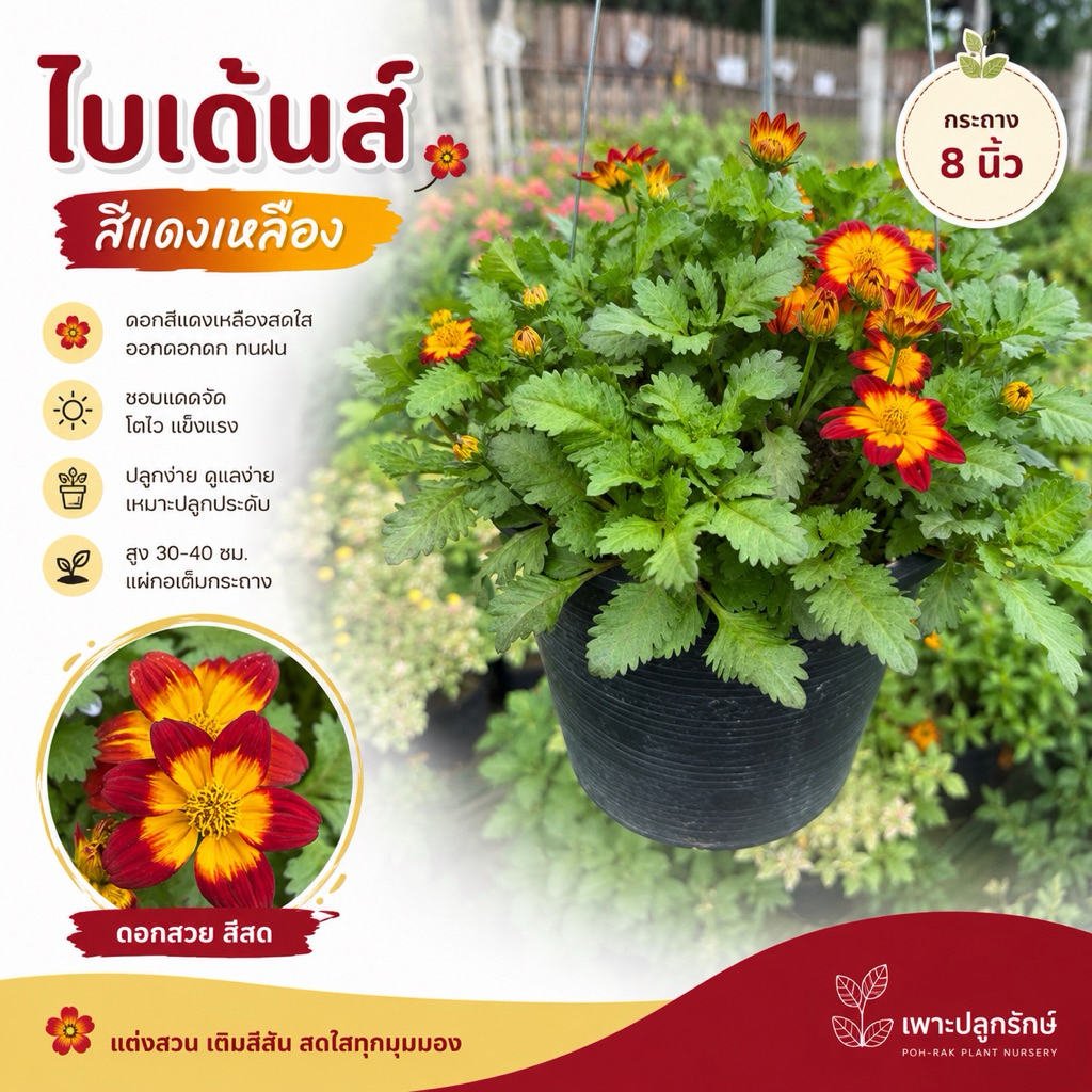 ต้นดอกไบเด้นส์ Bidens(F11) #ออกดอกทั้งปี #ไม้แดด กระถาง 8 นิ้ว #เพาะปลูกรักษ์ #ดอกไม้ทานได้
