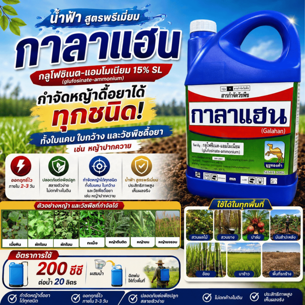 กาลาแฮน-กลูโฟซิเนต 4ลิตร สูตรพรีเมี่ยม กำจัดหญ้าได้ทุกชนิดทั้งใบแคบและใบกว้าง สามารถใช้ได้ทั้งสวนผลไม้ ยาง ปาล์ม คันนา