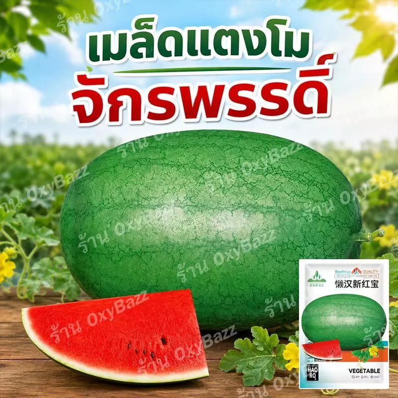 เมล็ดพันธุ์แตงโมจักรพรรดิ์ 50 เมล็ด เมล็ดแตงโมผลรี ผิวลาย เนื้อแดง ลูกใหญ่