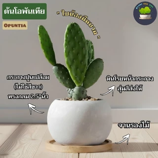 🍃ต้นไม้มงคล/ต้นไม้ฟอกอากาศ (วางโต๊ะทำงาน) หลายชนิด พร้อมกระถางปูนเปลือยทรงกลม 2.5"นิ้ว+จานรองไม้+หินเกล็ด