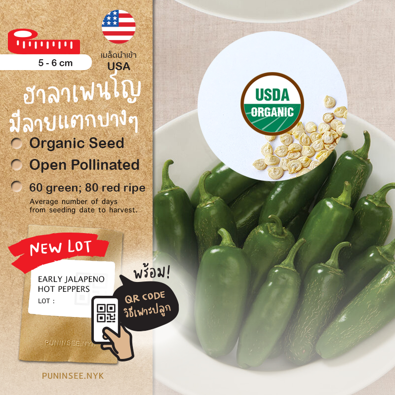 เมล็ดพันธุ์ พริกเม็กซิกัน ออร์แกนิค นำเข้า พริกฮาลาเพนโญ จาราปิโน่ Early Jalapeño (Organic Seed) ปลูกง่าย ปันอินทรีย์