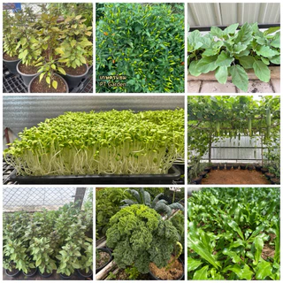 ดินปลูกสำเร็จรูป ดินปลูกผัก Grow Green Soil สูตรออแกนิก ใช้เพาะเมล็ด ปลูกผักสวนครัว ไม้ดอกไม้ประดับ ไม้ฟอกอากาศ 10kg