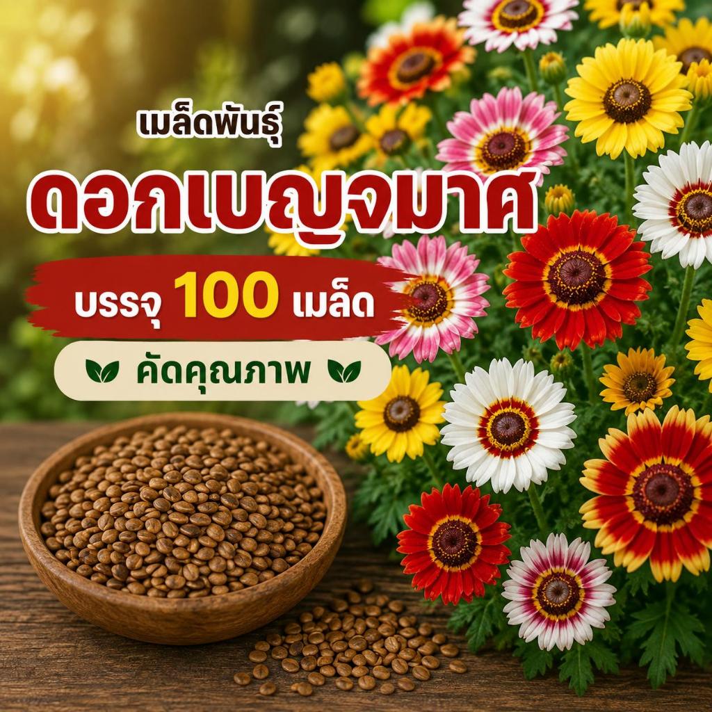 เมล็ดพันธุ์ดอกเบญจมาศ สีขาว บรรจุ 100 เมล็ด