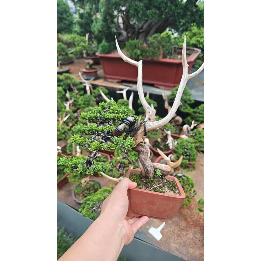 itoigawa shimpaku juniper