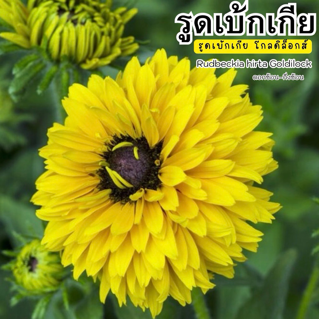 เมล็ดพันธุ์ รูดเบ้กเกียโกลดิล็อกส์ ดอกซ้อน Rudbeckia Goldilocks เมล็ดพันธุ์แท้นำเข้า สายพันธุ์หายาก บรรจุ 25 เมล็ด