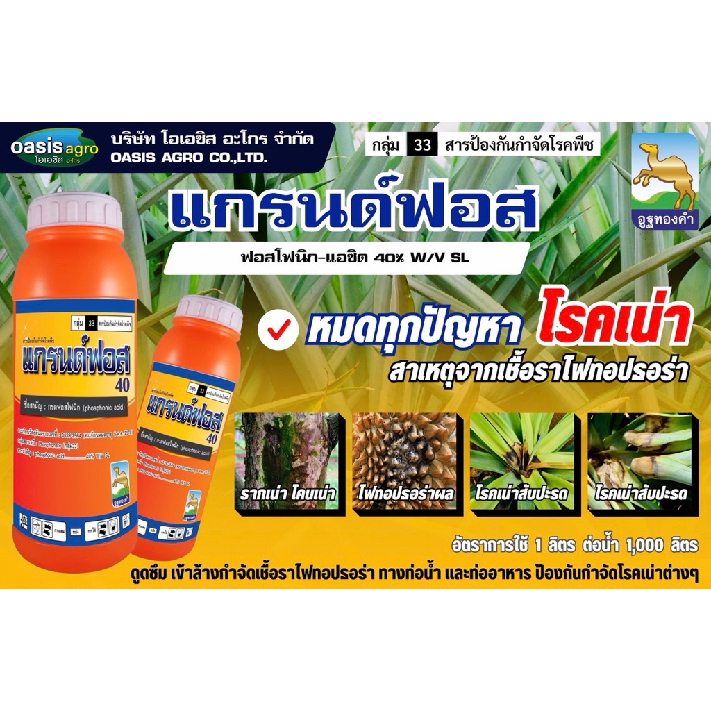 แกรนด์ฟอส 1 ลิตร กรดฟอสโฟนิก ตราอูฐทองคำ น้ำฟ้า นำเข้าจากออสเตเรียครบจบทุกปัญหาเชื้อรา ใช้ได้ทุกพืช