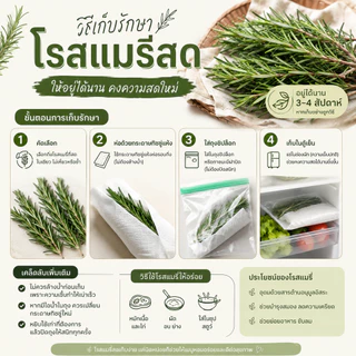 [จัดส่งภายใน3วันทำการ] โรสแมรี่สด #ลาเวนเดอร์ #ไทม์ #ทาร์รากอน #ใบมะสัง #​ตกแต่งเค้กเบเกอรี่Fresh herb #ใบไม้ทานได้