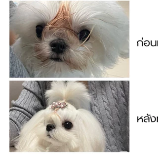 showmeplus taiwan showme ลดคราบน้ำตา หน้าแดง ขจัดคราบน้ำตา น้องหมา Show Me Plus