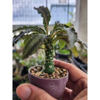 กระบองเพชร แคคตัส Dorstenia Foetida มะพร้าวทะเลทราย