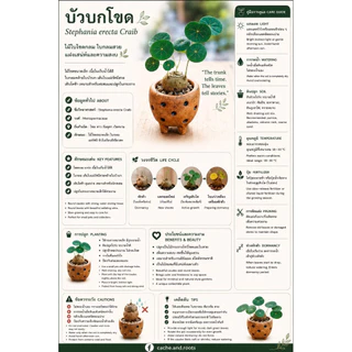 บัวบกโขด 《 ส่งฟรี 》มีปลายทาง ร้านคัดหัวสุขภาพดีให้ทุกต้น พร้อมคู่มือการดูแล / Stephania Erecta