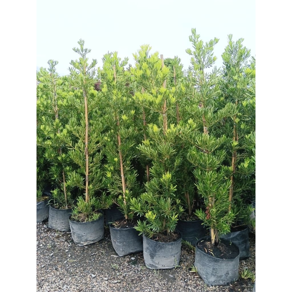 สนใบพาย /สนใบเล็ก สูงประมาณ 150 cm ฟอร์มสวย ใช้ประดับตกแต่งสวนสวยสวยฟอร์มแน่น